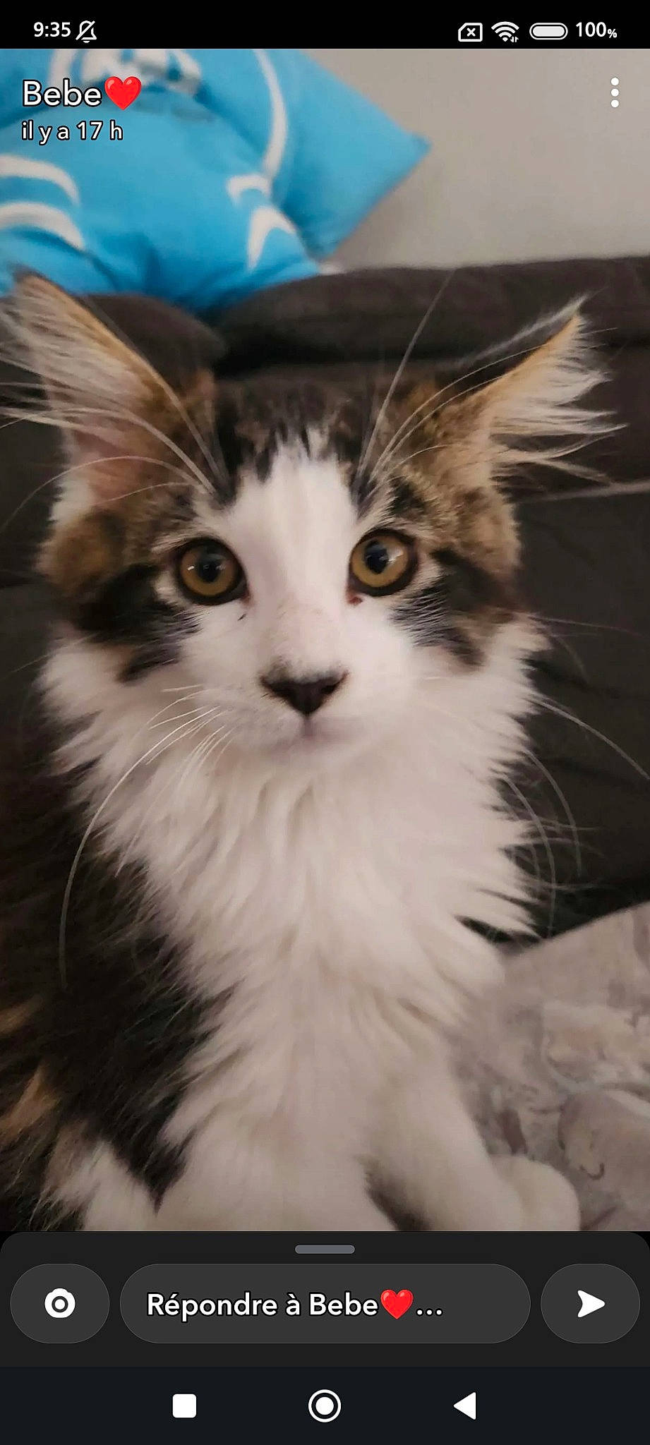 Onix a rejoint le concours — aidez-le/la à gagner de superbes lots ! carnivore, cat, domestic_short_haired_cat, eye, felidae, fur, hair, head, iris, small_to_medium_sized_cats, snout, terrestrial_animal, whiskers