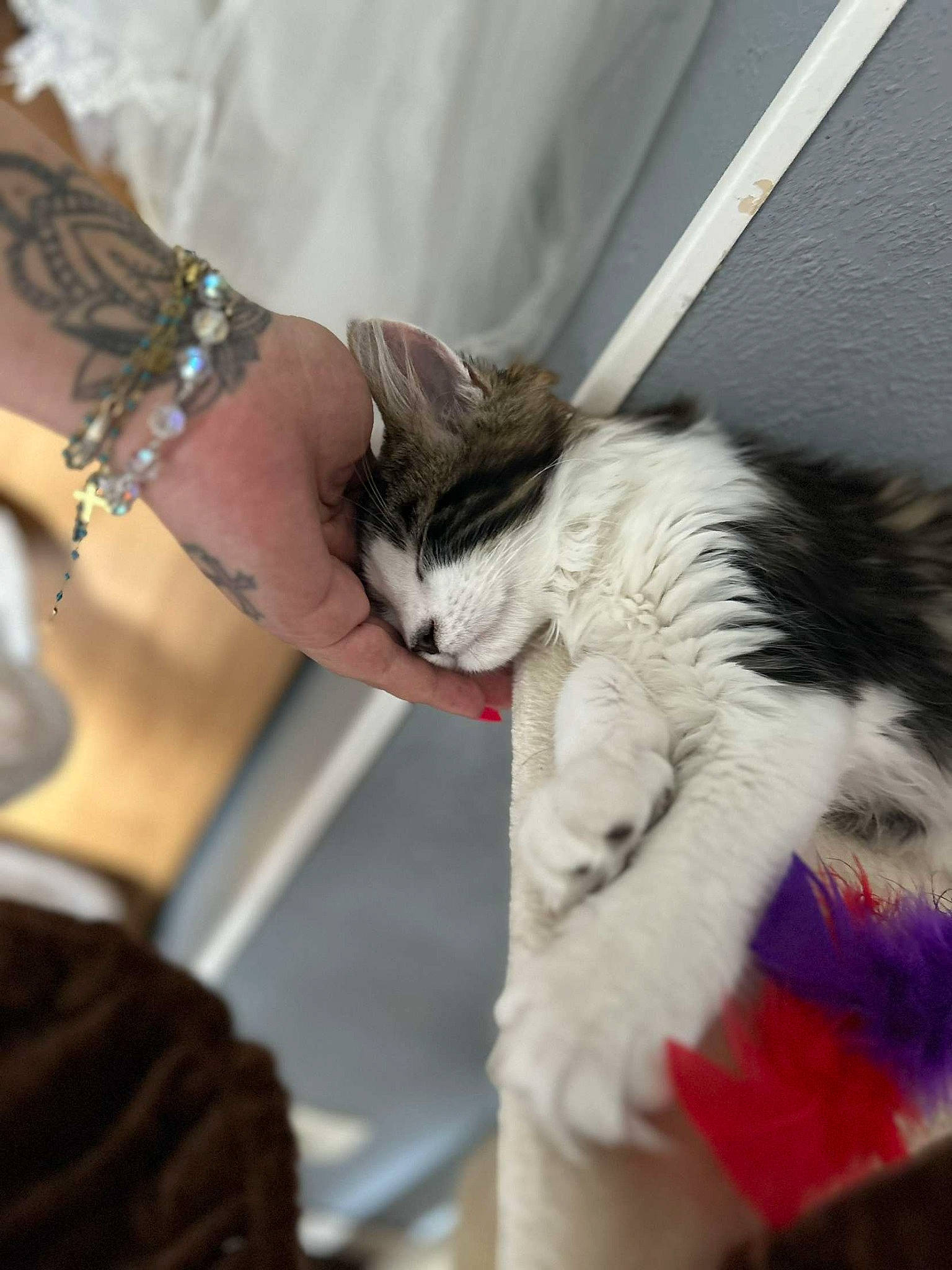 Onix participe au concours pour gagner de l'argent avec cette photo : bracelet, carnivore, cat, claw, comfort, domestic_short_haired_cat, fashion_accessory, fashion_design, felidae, fur, gesture, human_leg, jewellery, lap, nail, paw, small_to_medium_sized_cats, tail, whiskers, wrist