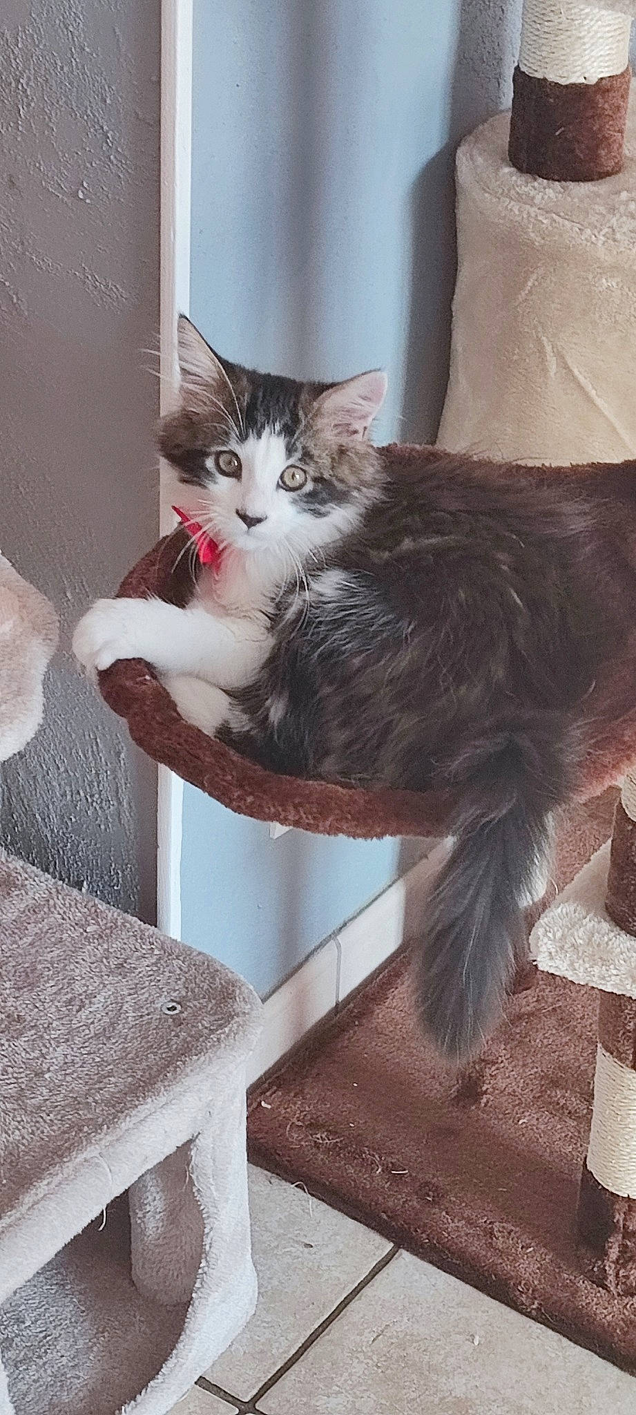 Onix a rejoint le concours — aidez-le/la à gagner de superbes lots ! box, carnivore, cat, cat_supply, claw, comfort, domestic_short_haired_cat, felidae, flooring, fur, grey, hardwood, paw, small_to_medium_sized_cats, snout, tail, vertebrate, whiskers, window, wood