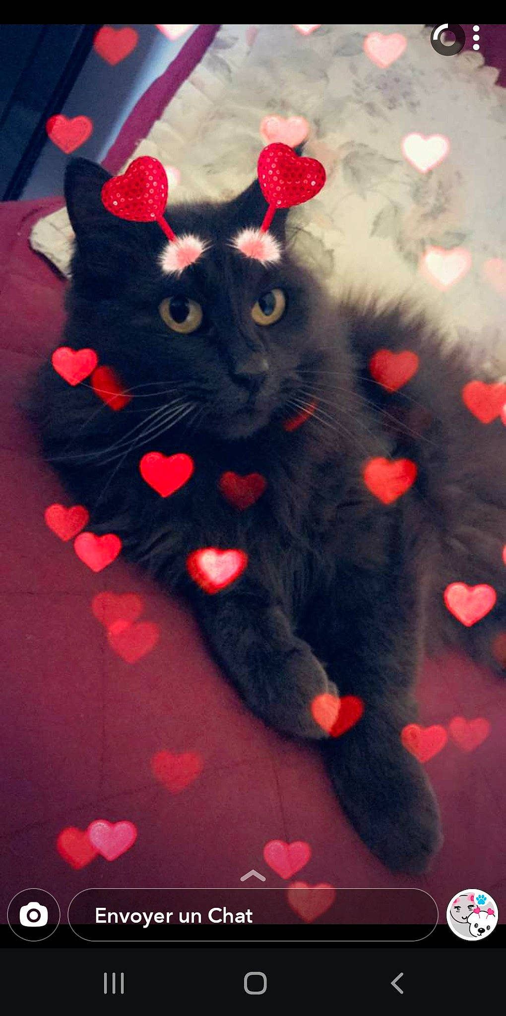 Hipolite a rejoint le concours — aidez-le/la à gagner de superbes lots ! black, black_cat, carnivore, cat, felidae, fur, kitten, paw, red, small_to_medium_sized_cats, tail, whiskers