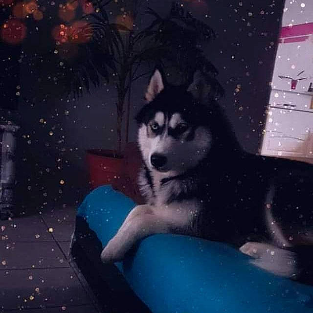 Nanouk a rejoint le concours — aidez-le/la à gagner de superbes lots ! alaskan_klee_kai, alaskan_malamute, canadian_eskimo_dog, canidae, carnivore, dog, dog_breed, mammal, miniature_siberian_husky, native_american_indian_dog, rare_breed_dog, sakhalin_husky, siberian_husky, sky, sled_dog, vertebrate, west_siberian_laika, wolf, wolfdog, working_dog