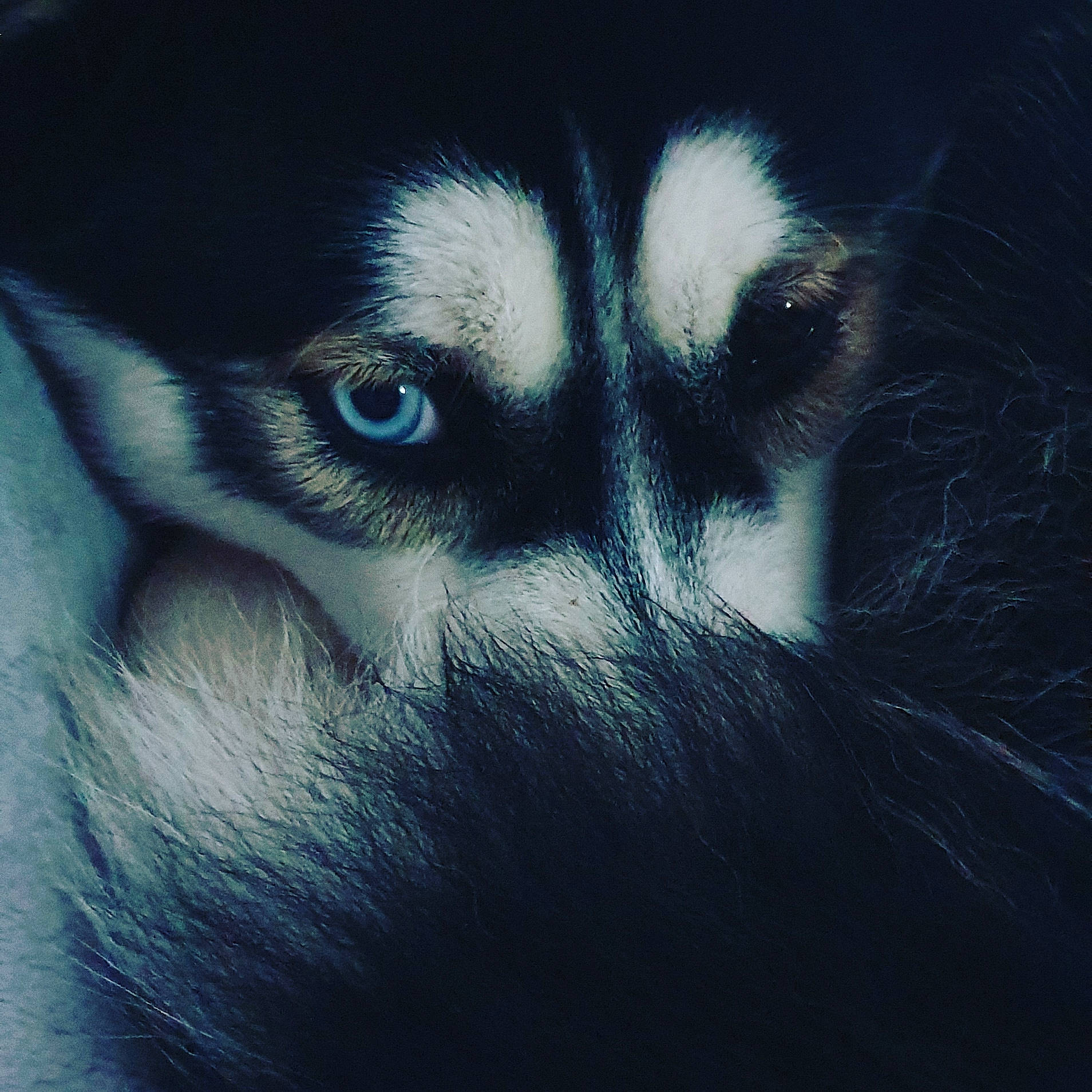 Nanouk a rejoint le concours — aidez-le/la à gagner de superbes lots ! alaskan_klee_kai, alaskan_malamute, canidae, carnivore, close_up, dog, dog_breed, ear, eye, face, fur, head, iris, mammal, miniature_siberian_husky, nose, organ, siberian_husky, snout, whiskers