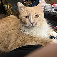 Cheese is registered to the contest to win money with this photo: cat, orange_cat, white_fur, fluffy, indoor, pet, animal, relaxed, feline, closeup, looking_at_camera, whiskers, ears, table, household_items, cozy, fur, paw, resting, curious