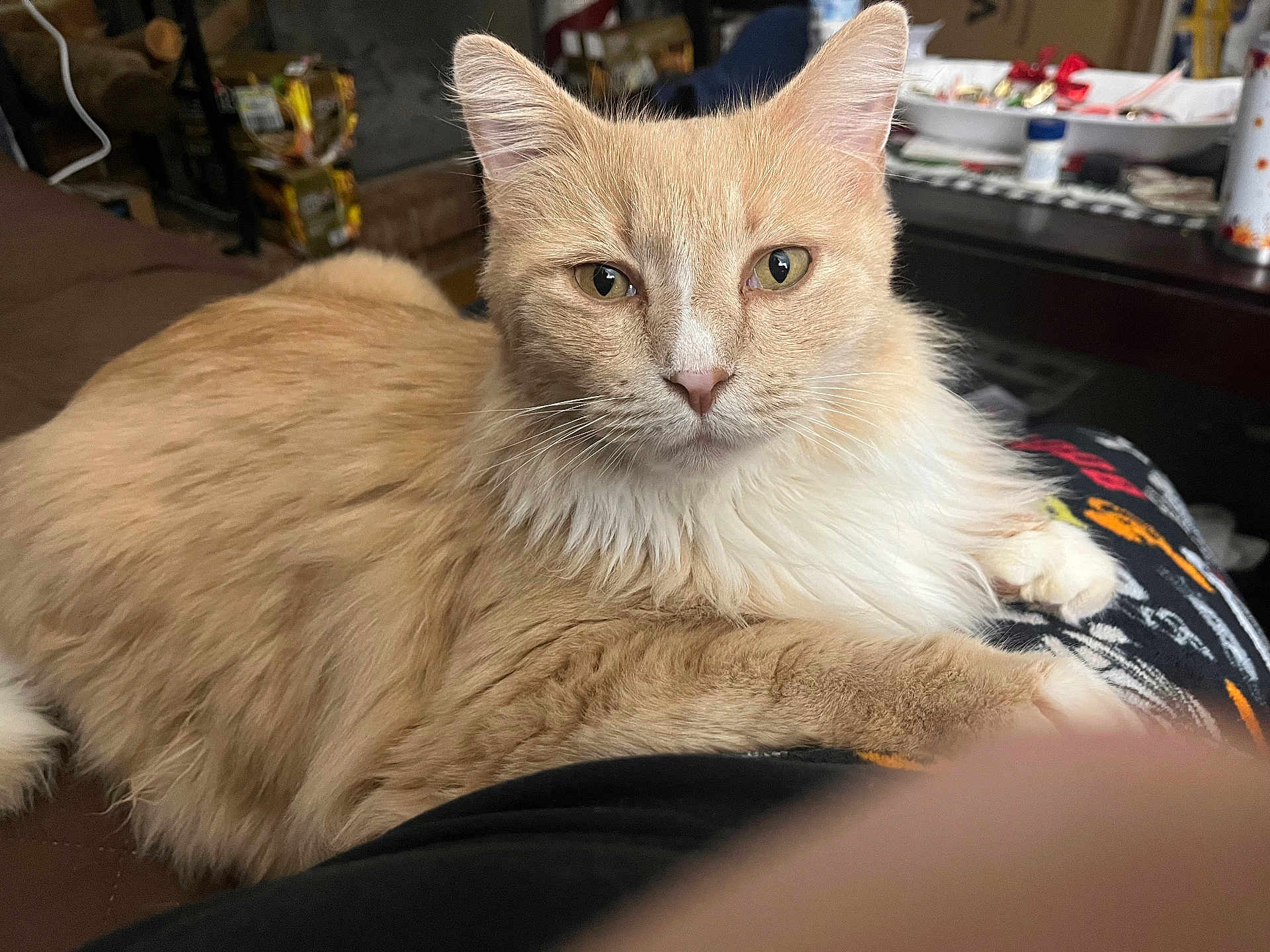 Cheese is registered to the contest to win money with this photo: cat, orange_cat, white_fur, fluffy, indoor, pet, animal, relaxed, feline, closeup, looking_at_camera, whiskers, ears, table, household_items, cozy, fur, paw, resting, curious