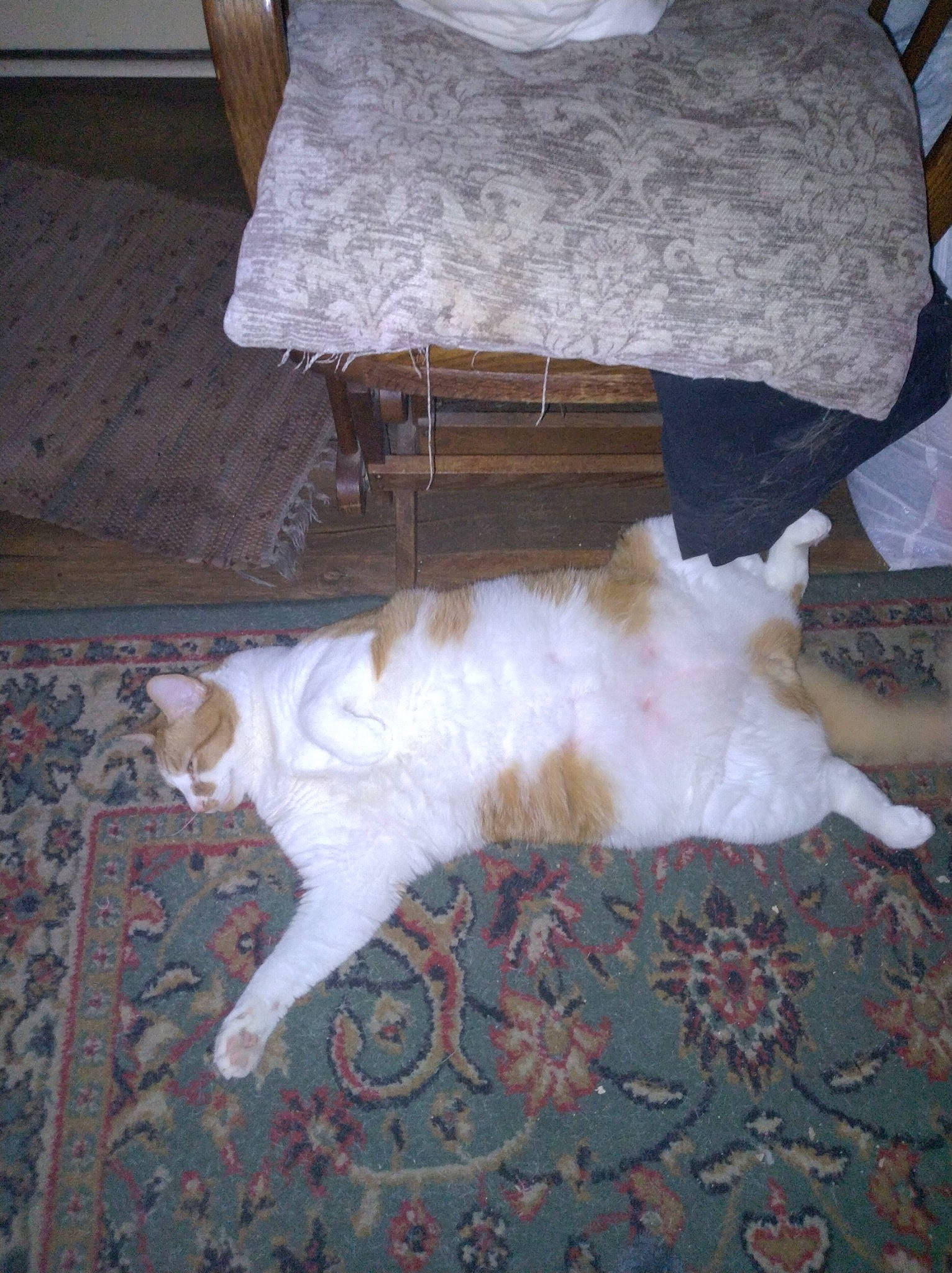 Ozzy Pawsbourne is registered to the contest to win money with this photo: canidae, carnivore, cat, chair, comfort, companion_dog, dog_breed, domestic_short_haired_cat, fawn, felidae, floor, flooring, fur, hardwood, paw, room, small_to_medium_sized_cats, tail, whiskers, wood