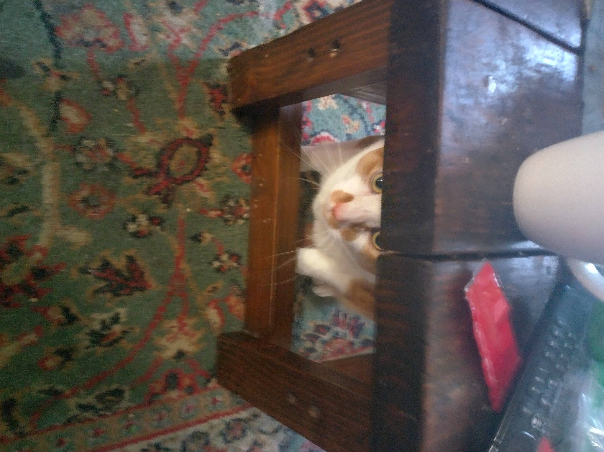 Ozzy Pawsbourne is registered to the contest to win money with this photo: art, box, carnivore, cat, chair, domestic_short_haired_cat, felidae, flooring, fur, hardwood, machine, pattern, refrigerator, room, small_to_medium_sized_cats, tail, visual_arts, whiskers, wood