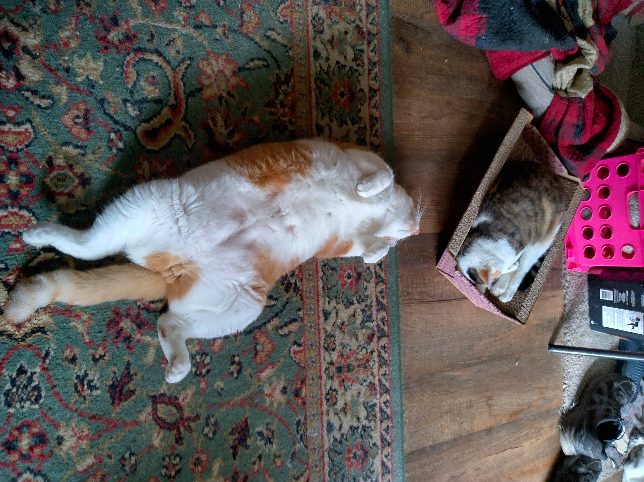 Ozzy Pawsbourne joined the competition — help win amazing prizes! carnivore, comfort, companion_dog, couch, dog, dog_breed, fawn, felidae, flooring, fur, hardwood, liver, mammal, room, small_to_medium_sized_cats, sporting_group, tail, vertebrate, wood, working_animal