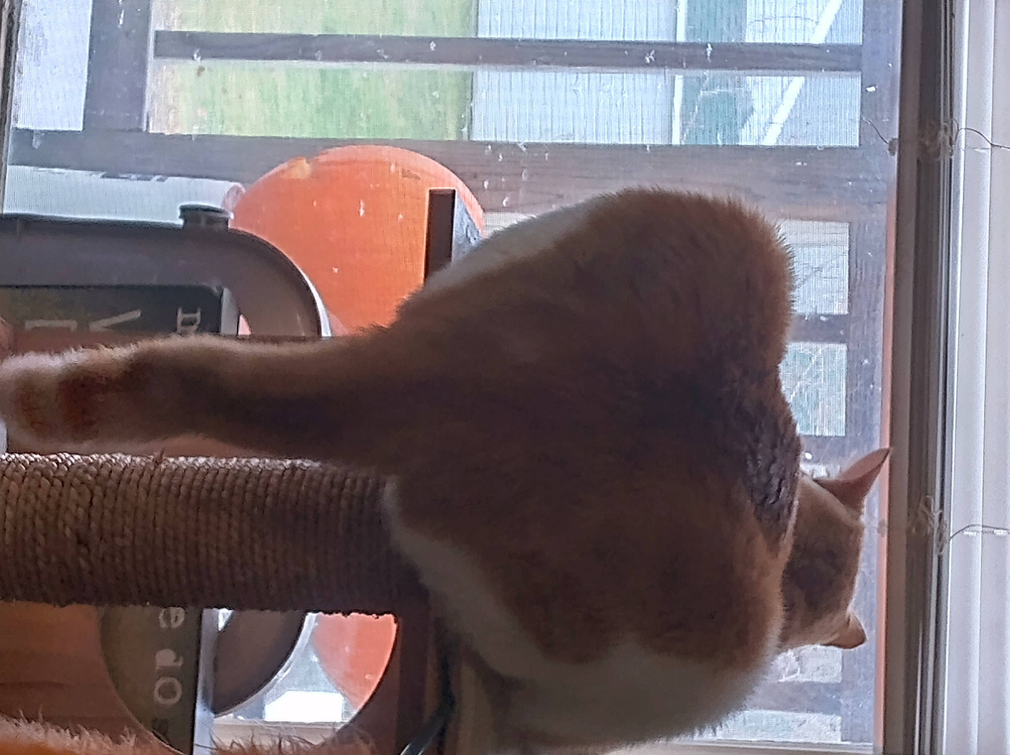 Ozzy Pawsbourne is registered to the contest to win money with this photo: auto_part, automotive_exterior, automotive_mirror, automotive_window_part, cat, door, fawn, felidae, fur, gesture, glass, liver, rear_view_mirror, small_to_medium_sized_cats, snout, tail, tints_and_shades, vehicle_door, window, windshield