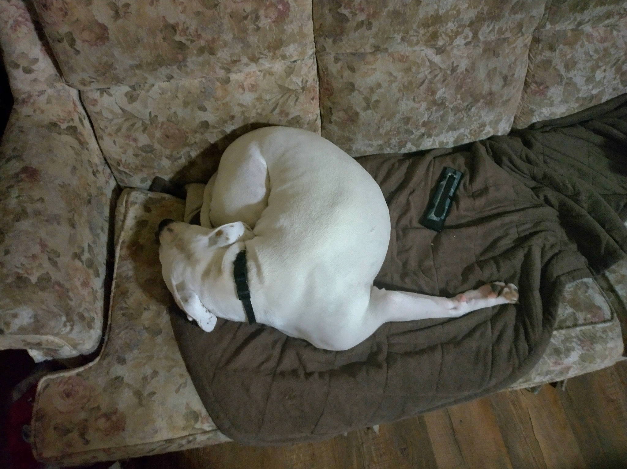 Sharron Pawsbourne is registered to the contest to win money with this photo: canidae, carnivore, comfort, companion_dog, dog, dog_breed, dog_supply, fawn, felidae, flooring, fur, hardwood, nap, non_sporting_group, paw, pet_supply, tail, terrestrial_animal, wood, working_animal