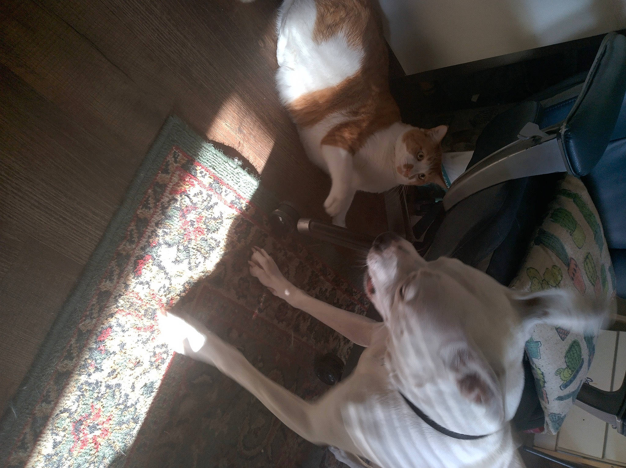 Sharron Pawsbourne joined the competition — help win amazing prizes! canidae, carnivore, comfort, companion_dog, dog_breed, fawn, felidae, flooring, fun, fur, hardwood, human_leg, room, selfie, small_to_medium_sized_cats, sporting_group, tail, tree, whiskers, wood