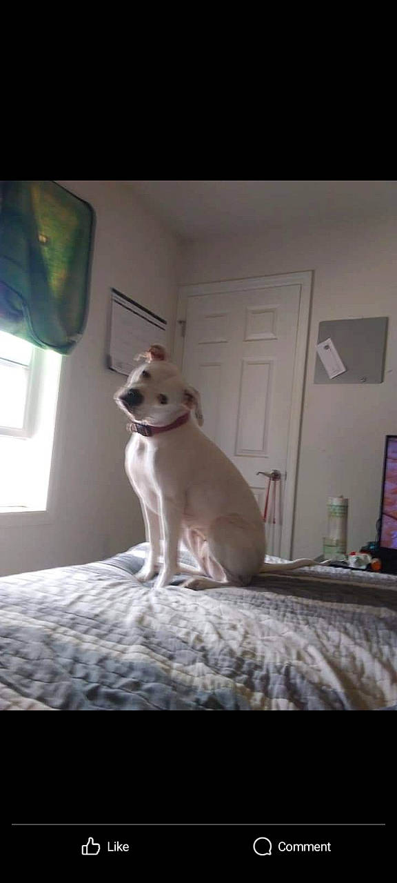 Sharron Pawsbourne is registered to the contest to win money with this photo: canidae, carnivore, comfort, companion_dog, dog, dog_breed, door, fawn, felidae, floor, flooring, hardwood, linens, small_to_medium_sized_cats, tail, television, whiskers, window, wood, working_animal