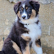 Ava a rejoint le concours — aidez-le/la à gagner de superbes lots ! puppy, dog, tricolor, sitting, sand, outdoor, fur, cute, animal, pet, collar, young, canine, portrait, brown, black, white, ears, nose, wall