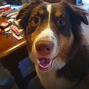 Alba participe au concours pour gagner de l'argent avec cette photo : dog, close_up, nose, tongue, teeth, brown_fur, white_marking, eyes, indoors, table, wood_furniture, living_room, pet, animal_portrait, happy, smiling, curious, fur, mammal, household
