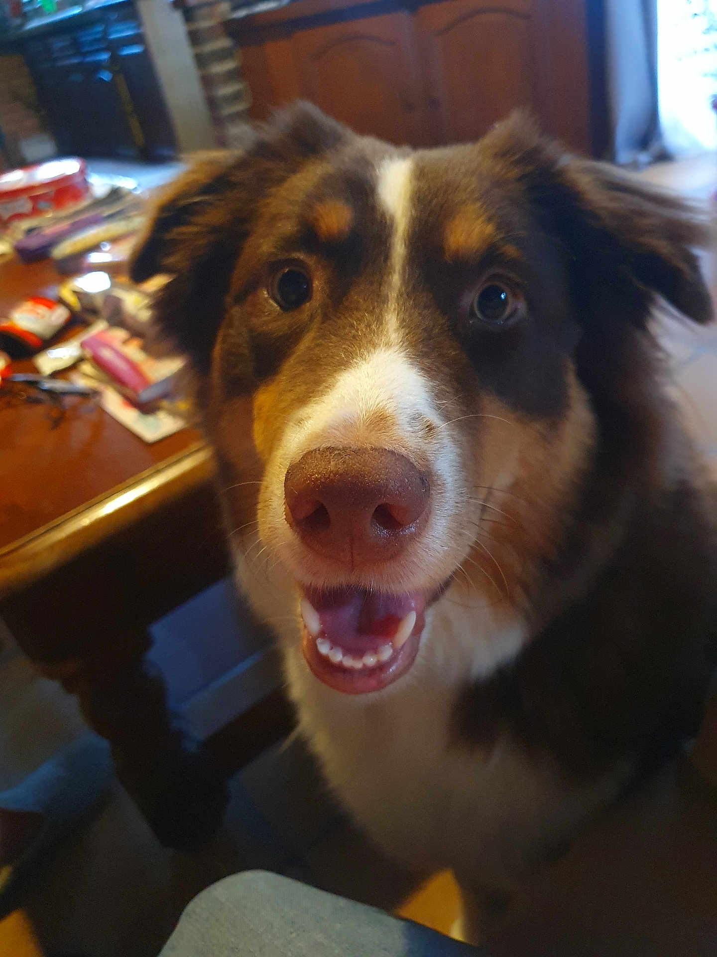 Alba a rejoint le concours — aidez-le/la à gagner de superbes lots ! dog, close_up, nose, tongue, teeth, brown_fur, white_marking, eyes, indoors, table, wood_furniture, living_room, pet, animal_portrait, happy, smiling, curious, fur, mammal, household