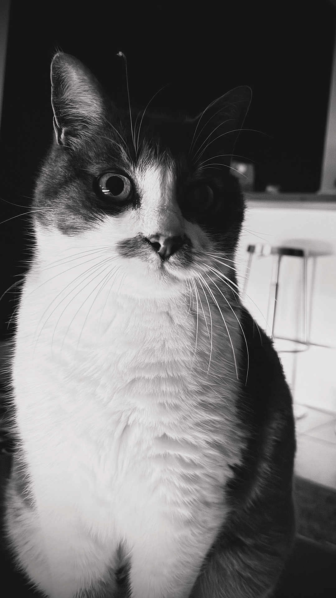 Miky a rejoint le concours — aidez-le/la à gagner de superbes lots ! cat, close_up, black_and_white, indoor, fur, whiskers, sitting, animal, pet, portrait, calm, detailed, eyes, feline, domestic_cat, soft_light, background_blur, household, stool, monochrome