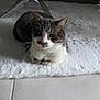 Miky a rejoint le concours — aidez-le/la à gagner de superbes lots ! cat, pet, indoor, animal, white_rug, floor, tile_floor, feline, fur, whiskers, ears, sitting, looking, curious, home, cozy, domestic, mammal, resting, quiet