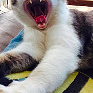 Miky participe au concours pour gagner de l'argent avec cette photo : cat, yawning, stretching, indoor, feline, paws, teeth, tongue, fur, close_up, pet, animal, cozy, relaxed, home, clothing, background, mouth_open, cute, whiskers