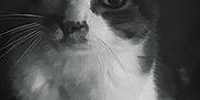 Miky participe au concours pour gagner de l'argent avec cette photo : cat, close_up, black_and_white, whiskers, pet, animal, face, fur, indoor, portrait, looking, curious, cute, eyes, feline, domestic_animal, muzzle, soft_light, shadow, texture