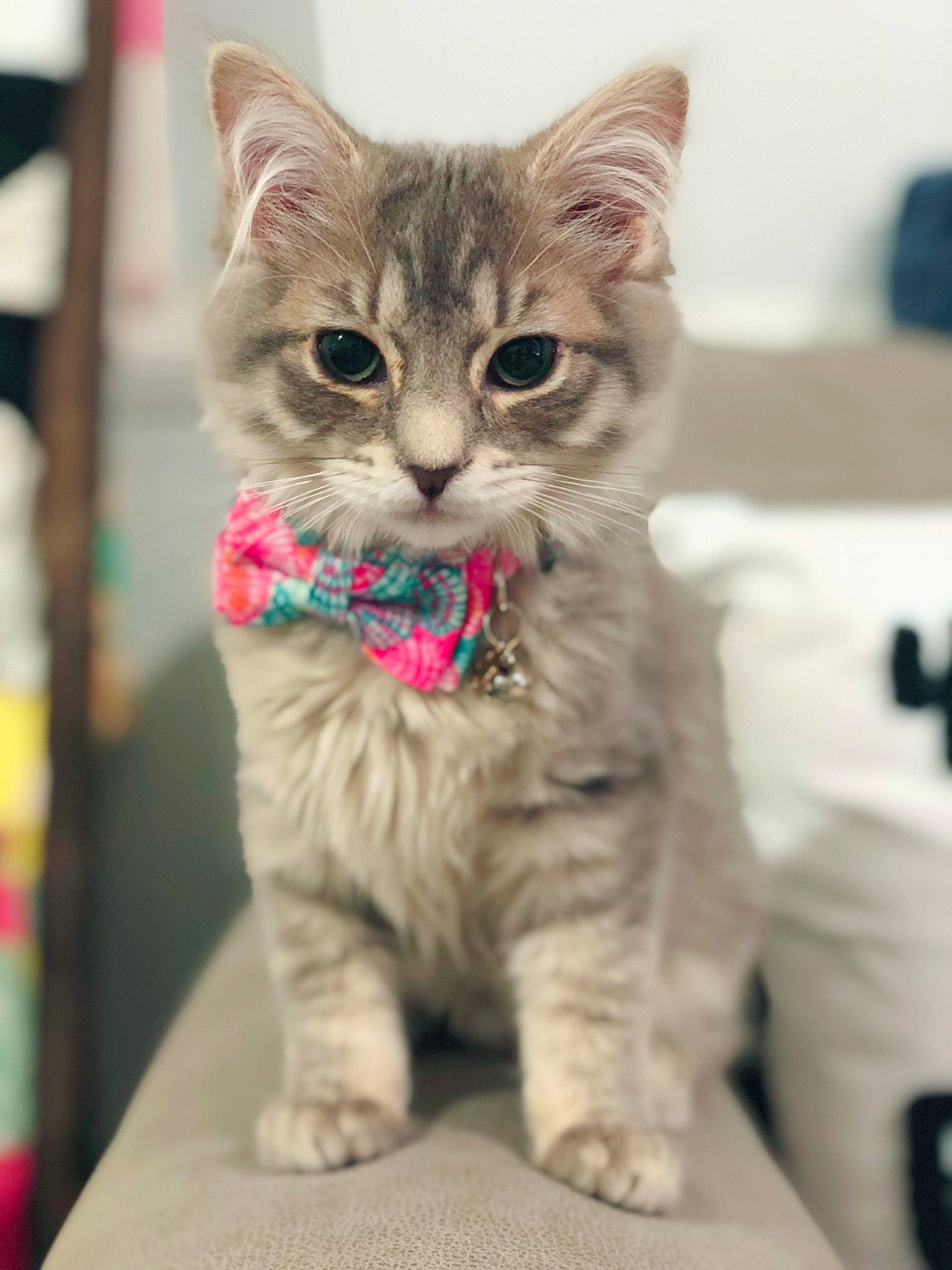 Willow is registered to the contest to win money with this photo: carnivore, cat, claw, domestic_short_haired_cat, fawn, felidae, fur, gesture, paw, sitting, small_to_medium_sized_cats, snout, tail, terrestrial_animal, whiskers