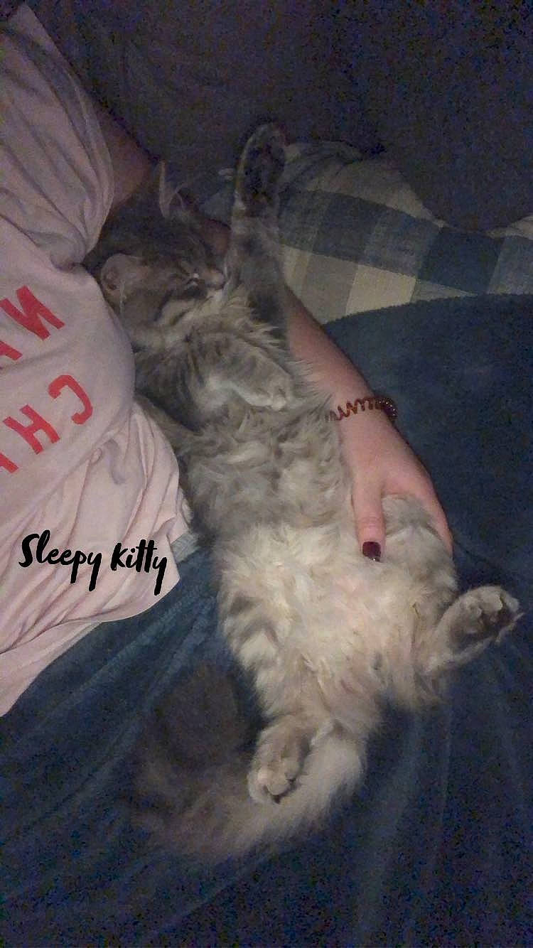 Willow is registered to the contest to win money with this photo: canidae, carnivore, cat, comfort, companion_dog, dog_breed, felidae, flesh, foot, fur, human_leg, lap, paw, small_to_medium_sized_cats, sporting_group, tail, toe, whiskers