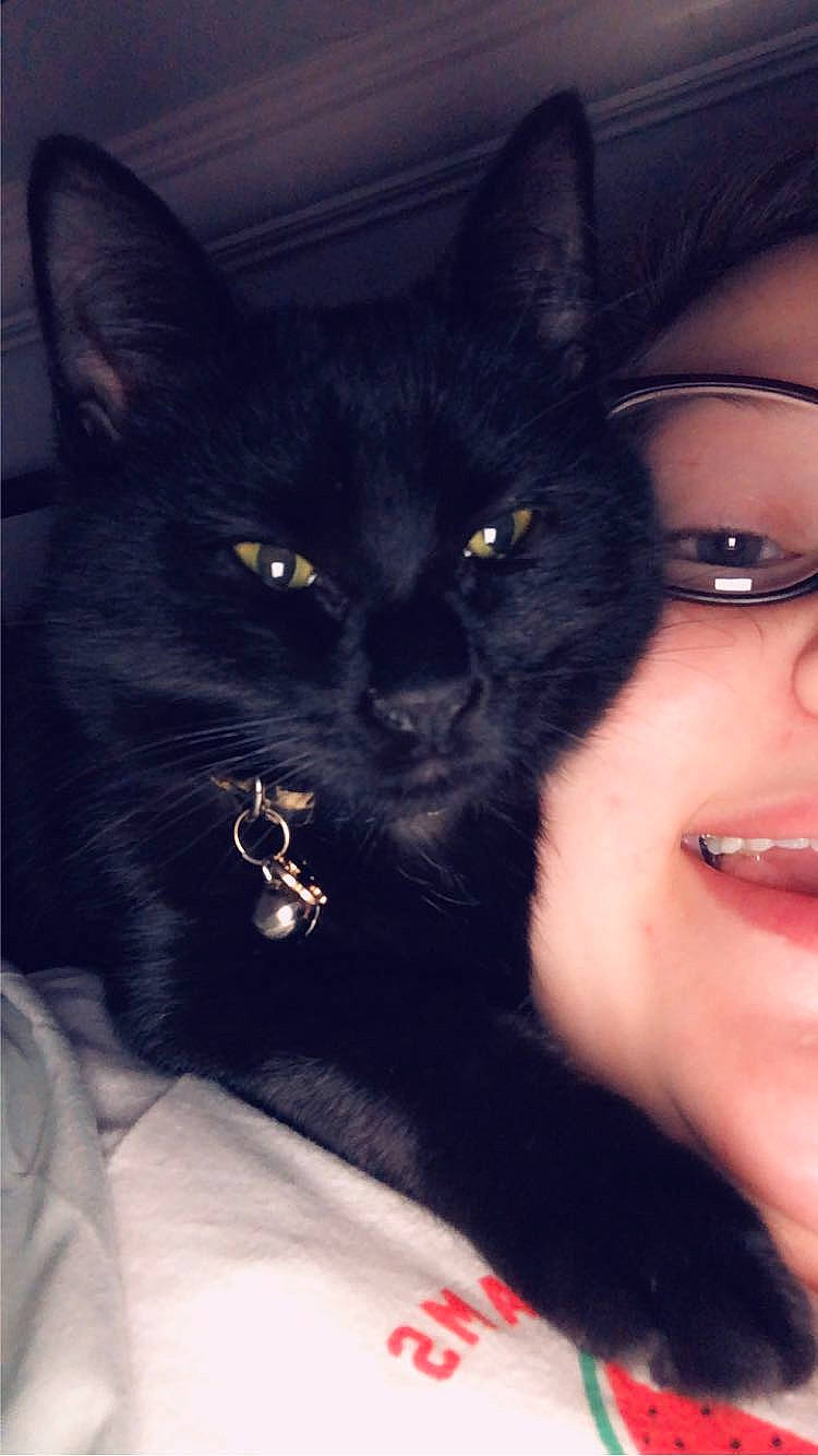 Mr. Whiskers is registered to the contest to win money with this photo: black_cat, carnivore, cat, comfort, domestic_short_haired_cat, ear, eye, felidae, fur, gesture, glasses, mammal, small_to_medium_sized_cats, smile, snout, tail, tints_and_shades, vertebrate, vision_care, whiskers