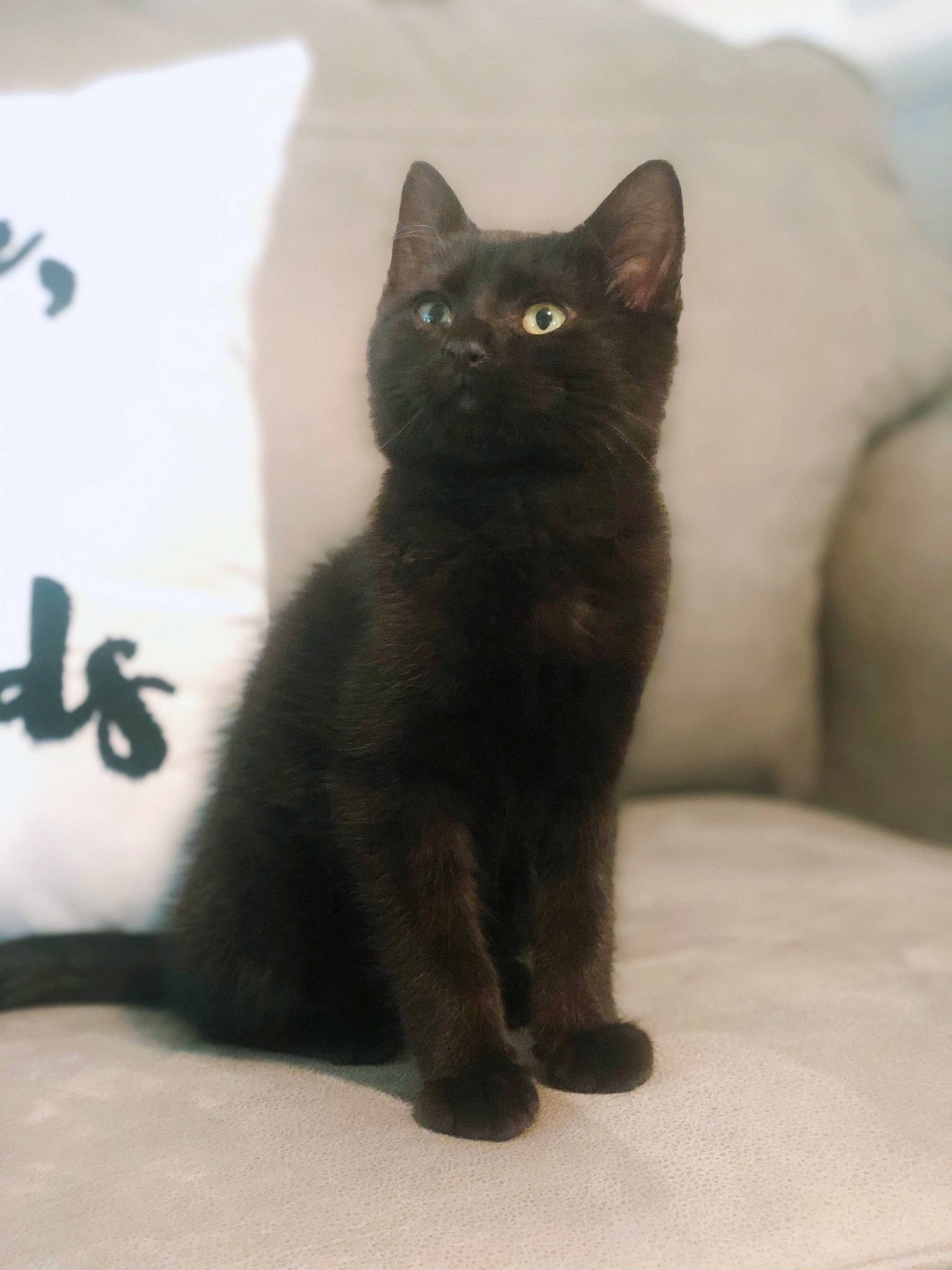 Mr. Whiskers joined the competition — help win amazing prizes! black_cat, bombay, carnivore, cat, claw, comfort, domestic_short_haired_cat, fawn, felidae, fur, grey, havana_brown, paw, small_to_medium_sized_cats, snout, tail, terrestrial_animal, whiskers