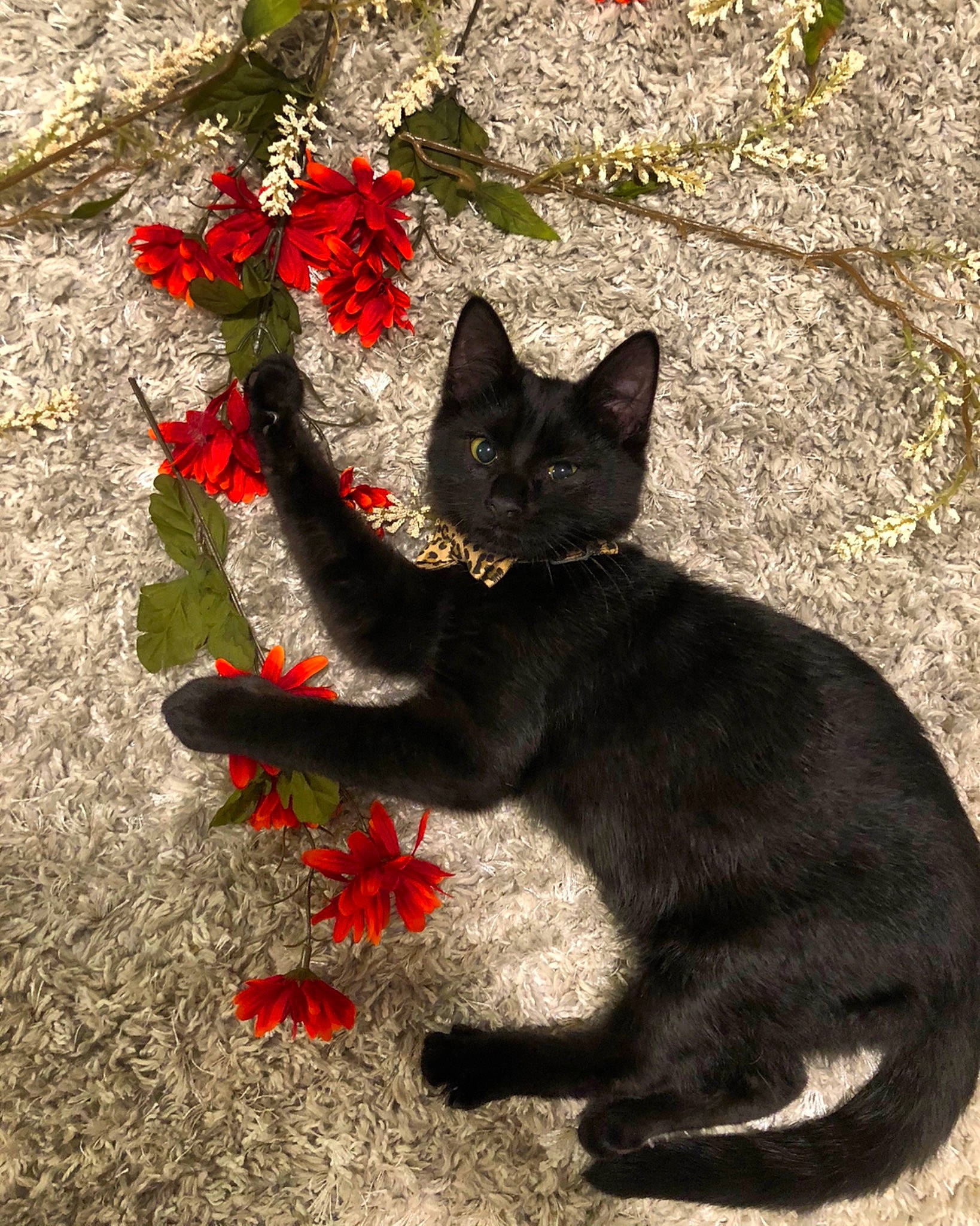 Mr. Whiskers is registered to the contest to win money with this photo: art, black_cat, bombay, carmine, carnivore, cat, domestic_short_haired_cat, felidae, flower, fur, grass, grey, plant, shadow, small_to_medium_sized_cats, snout, tail, terrestrial_animal, tree, whiskers