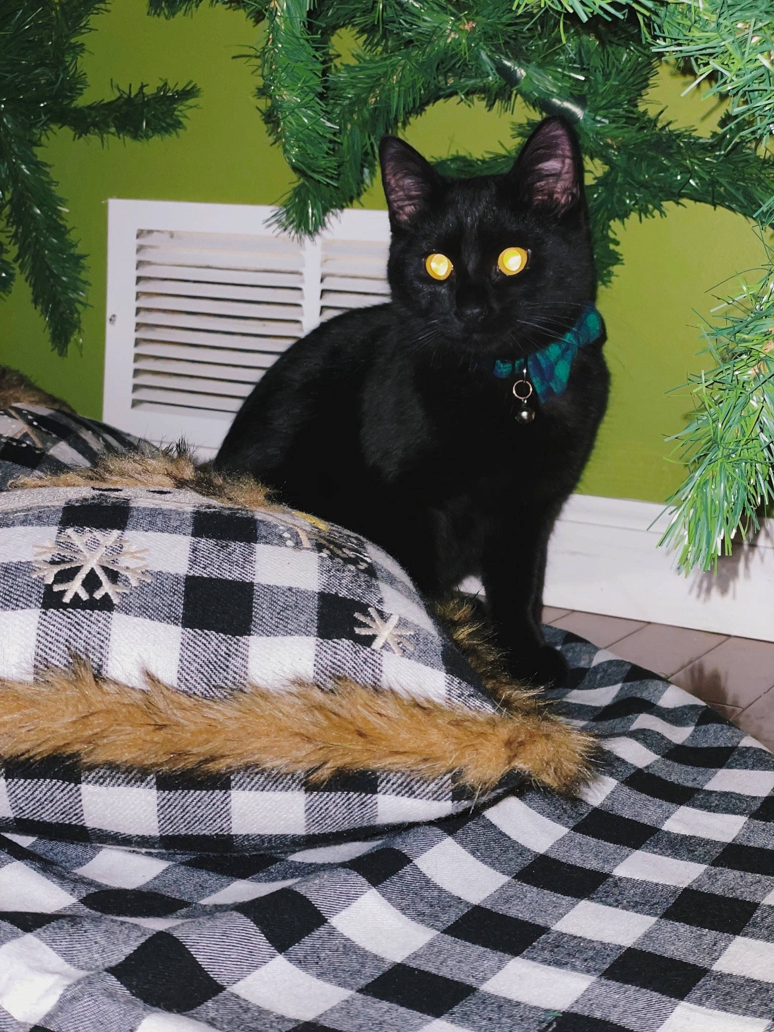 Mr. Whiskers joined the competition — help win amazing prizes! black_cat, bombay, carnivore, cat, comfort, domestic_short_haired_cat, felidae, fur, grass, grey, linens, mammal, pattern, plant, small_to_medium_sized_cats, snout, tail, tree, vertebrate, whiskers