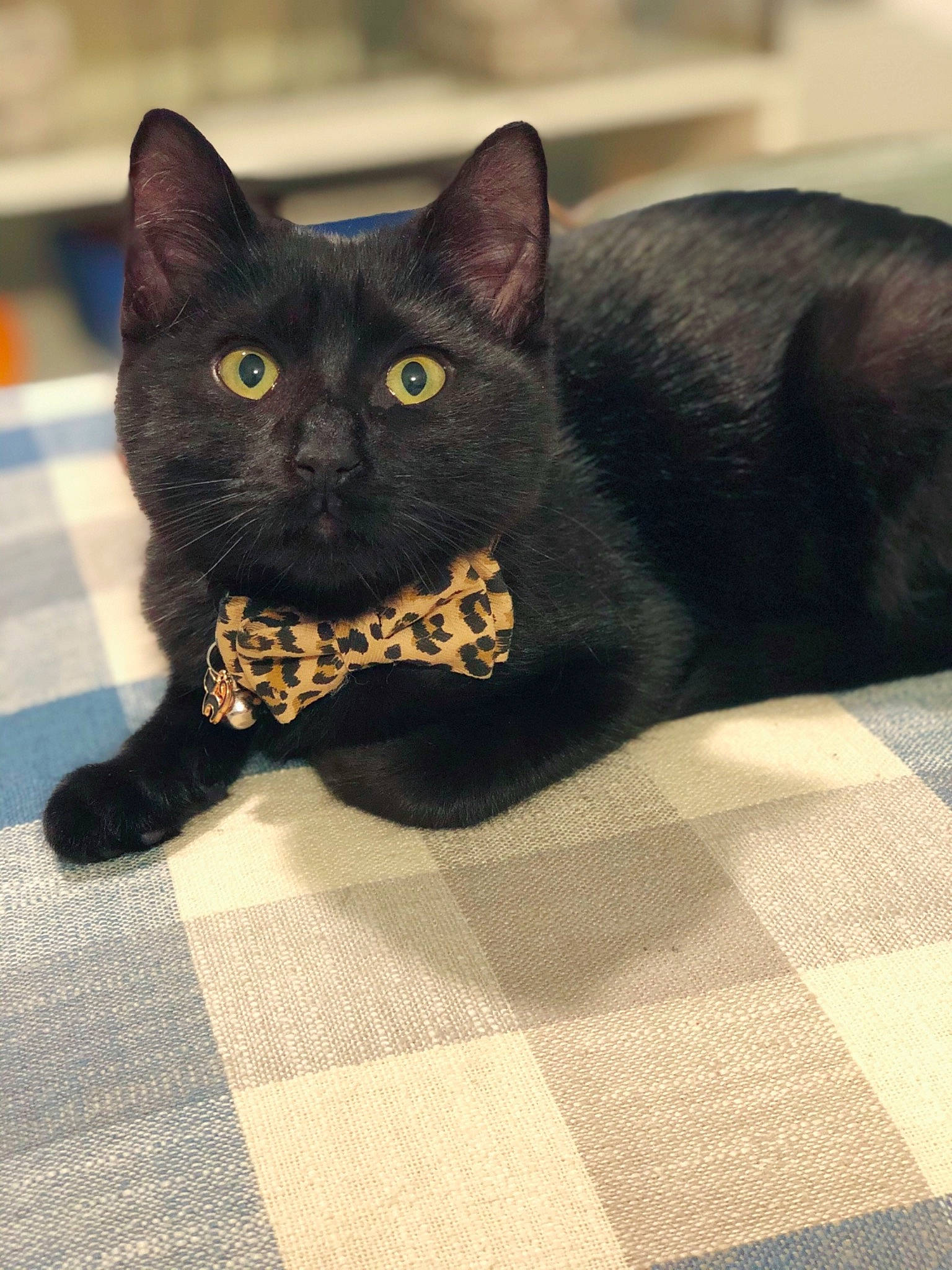 Mr. Whiskers joined the competition — help win amazing prizes! black_cat, bombay, carnivore, cat, cat_supply, claw, comfort, domestic_short_haired_cat, eye, felidae, flooring, fur, grey, havana_brown, paw, small_to_medium_sized_cats, snout, tail, terrestrial_animal, whiskers