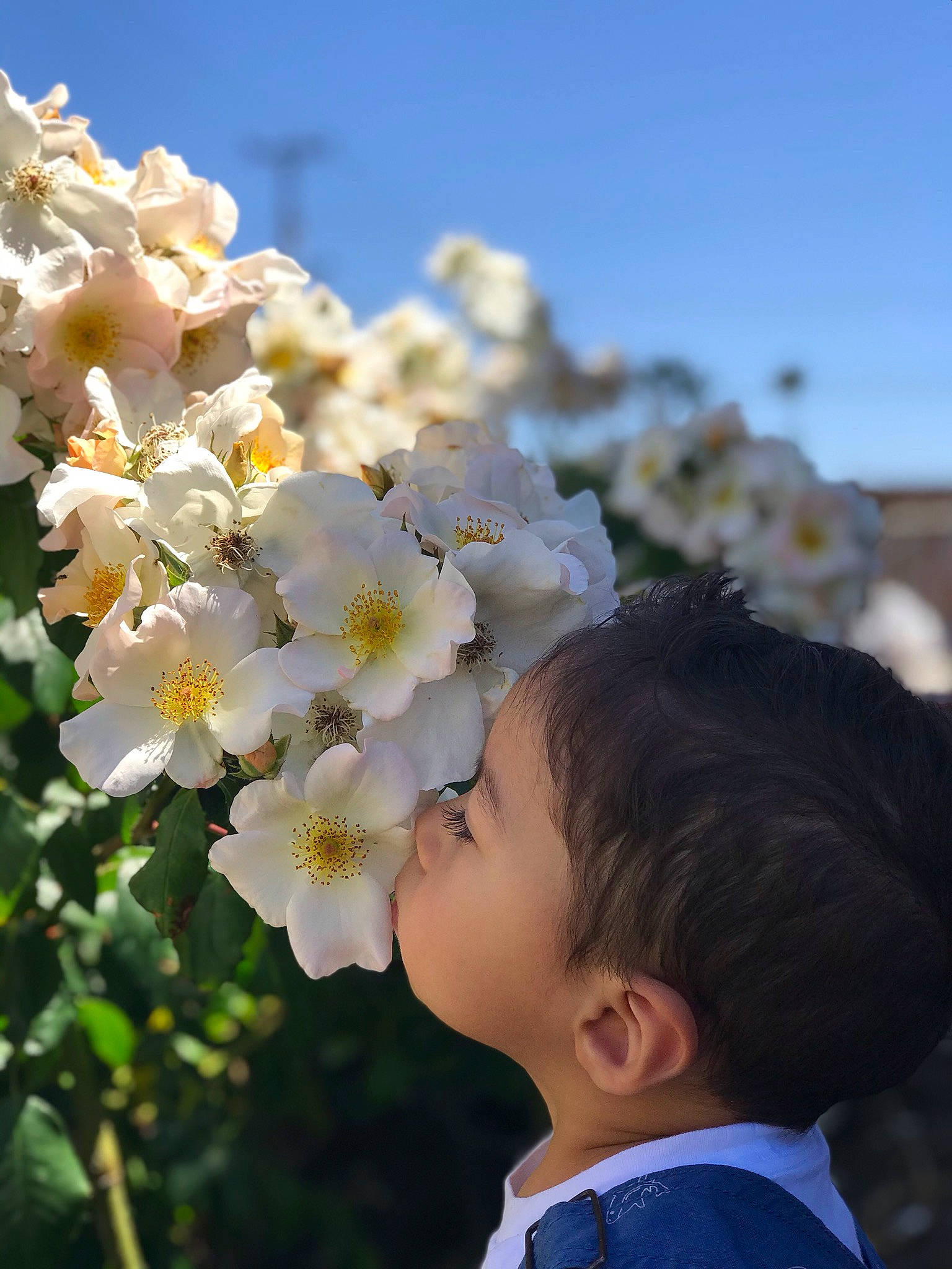 Gael joined the competition — help win amazing prizes! blossom, botany, cherry_blossom, child, flower, flowering_plant, multiflora_rose, person, petal, plant, sky, spring, tree, white, wildflower
