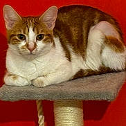 Mia is registered to the contest to win money with this photo: cat, orange, white, fur, pet, animal, cat_tree, indoor, feline, resting, perched, calm, closeup, cute, domestic_cat, whiskers, ears, paws, sitting, red_background