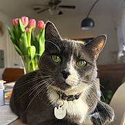 Thor is registered to the contest to win money with this photo: cat, ceiling_fan, close_up, collar, domestic_animal, flower_vase, furniture, gray_cat, green_eyes, houseplant, indoor, lamp, living_room, natural_light, pet_tag, pink_tulips, relaxed, table, white_paws, wooden_table