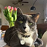 cat, ceiling_fan, close_up, collar, domestic_animal, flower_vase, furniture, gray_cat, green_eyes, houseplant, indoor, lamp, living_room, natural_light, pet_tag, pink_tulips, relaxed, table, white_paws, wooden_table