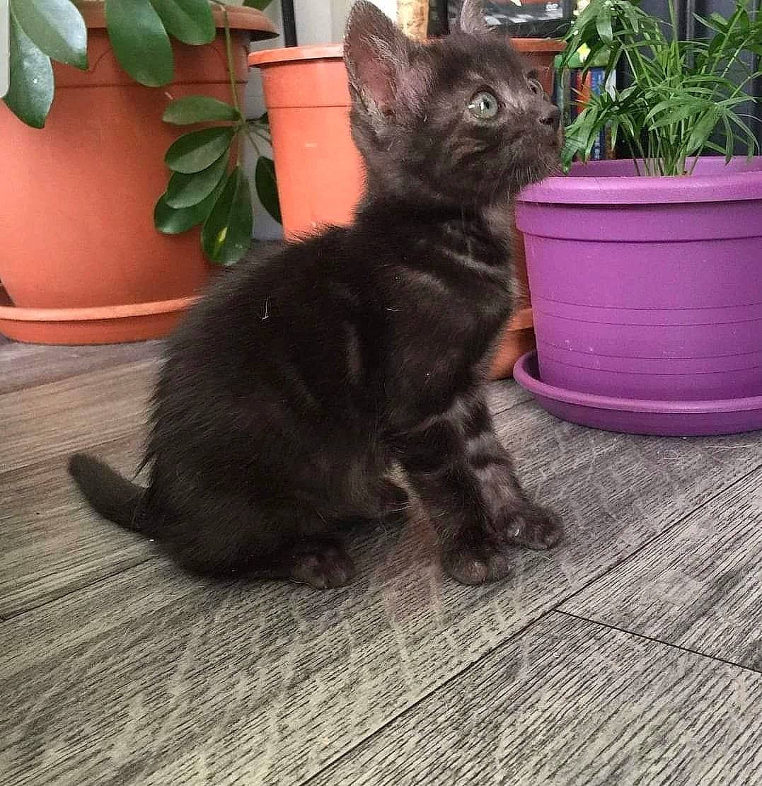 Neko participe au concours pour gagner de l'argent avec cette photo : black_cat, carnivore, cat, comfort, dog_breed, domestic_short_haired_cat, felidae, flooring, flowerpot, fur, grass, hardwood, herb, houseplant, plant, small_to_medium_sized_cats, tail, terrestrial_animal, whiskers, wood