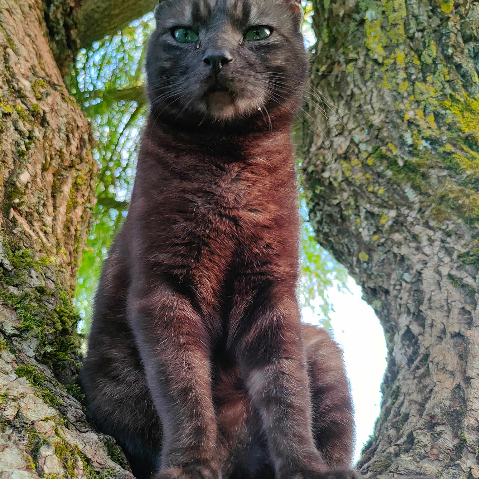 Neko