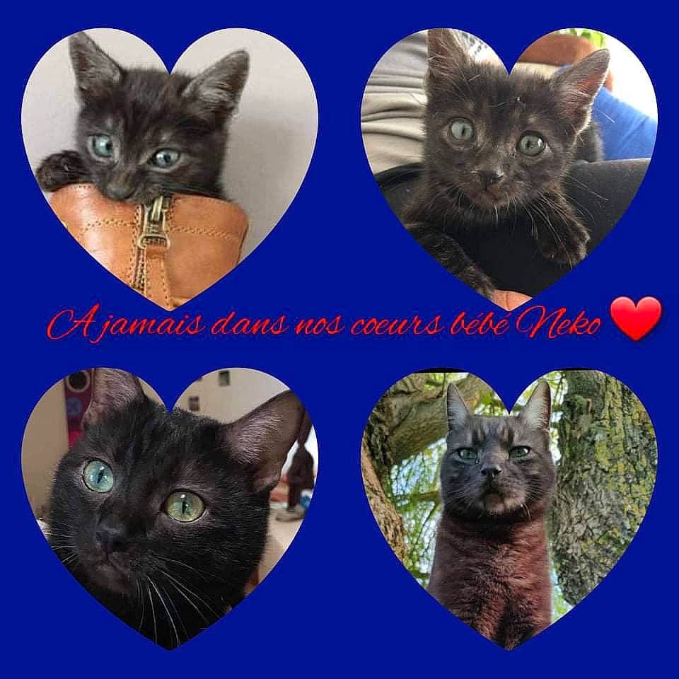 Neko a rejoint le concours — aidez-le/la à gagner de superbes lots ! blue, carnivore, cat, electric_blue, facial_expression, felidae, font, fur, iris, mammal, organ, organism, photo_caption, plant, small_to_medium_sized_cats, snout, terrestrial_animal, vertebrate, whiskers, window