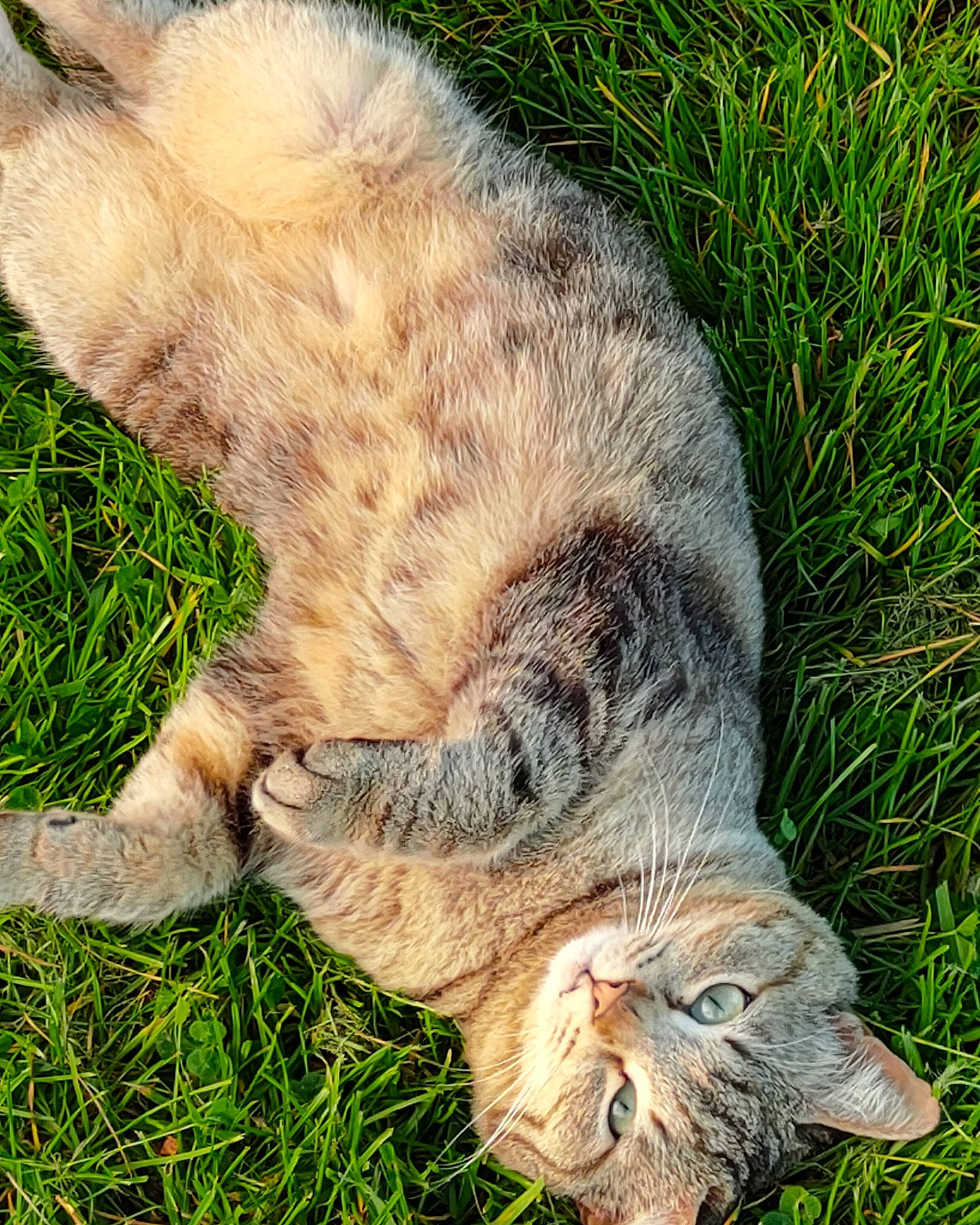 Mohicans participe au concours pour gagner de l'argent avec cette photo : bobcat, carnivore, cat, claw, domestic_short_haired_cat, fawn, felidae, foot, fur, grass, groundcover, lynx, paw, plant, small_to_medium_sized_cats, snout, tail, terrestrial_animal, whiskers, wildlife