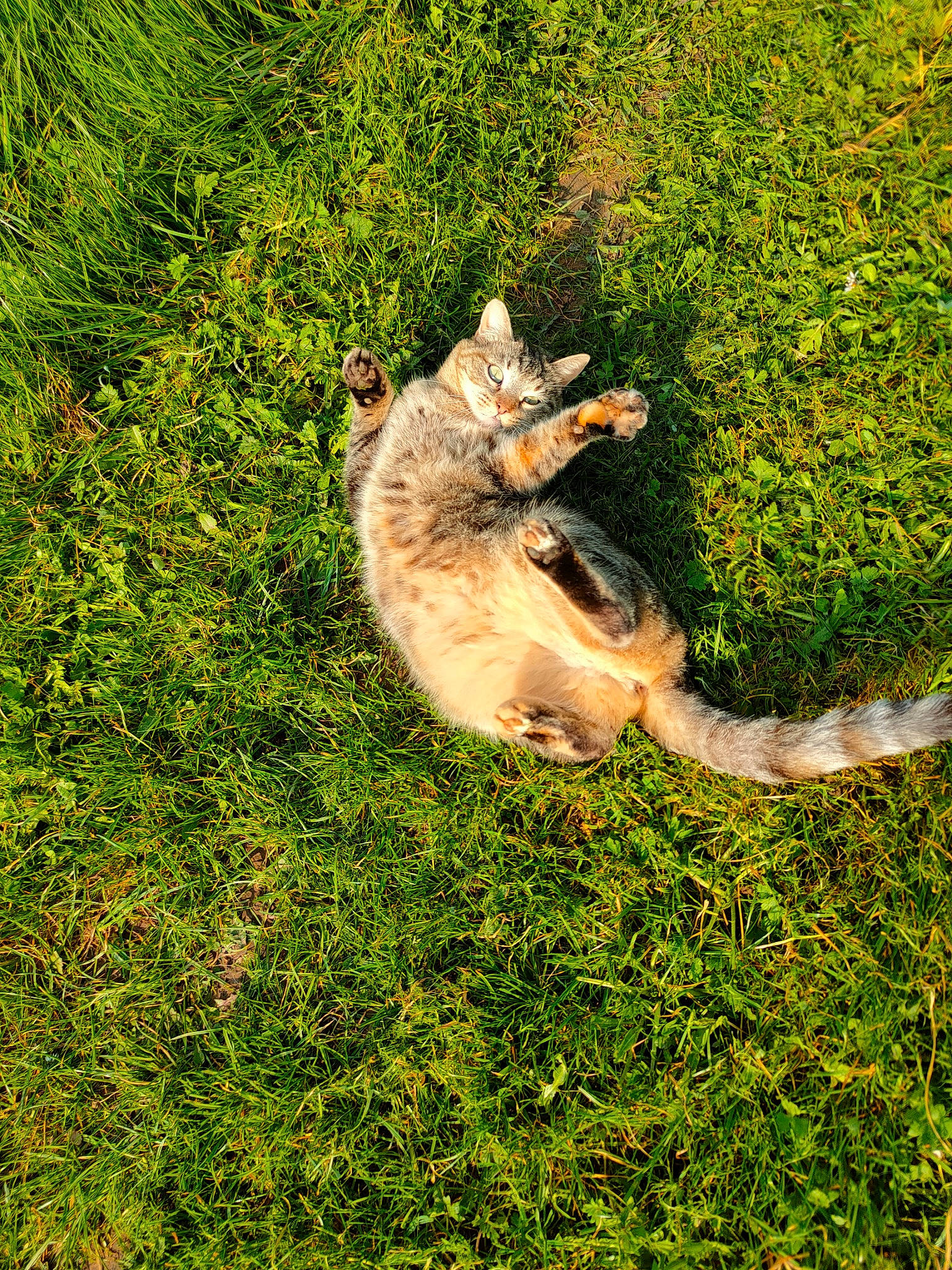 Mohicans a rejoint le concours — aidez-le/la à gagner de superbes lots ! canidae, carnivore, cat, dog, dog_breed, domestic_short_haired_cat, fawn, felidae, fur, grass, grassland, groundcover, plant, shrub, small_to_medium_sized_cats, sporting_group, tail, terrestrial_animal, tree, wildlife