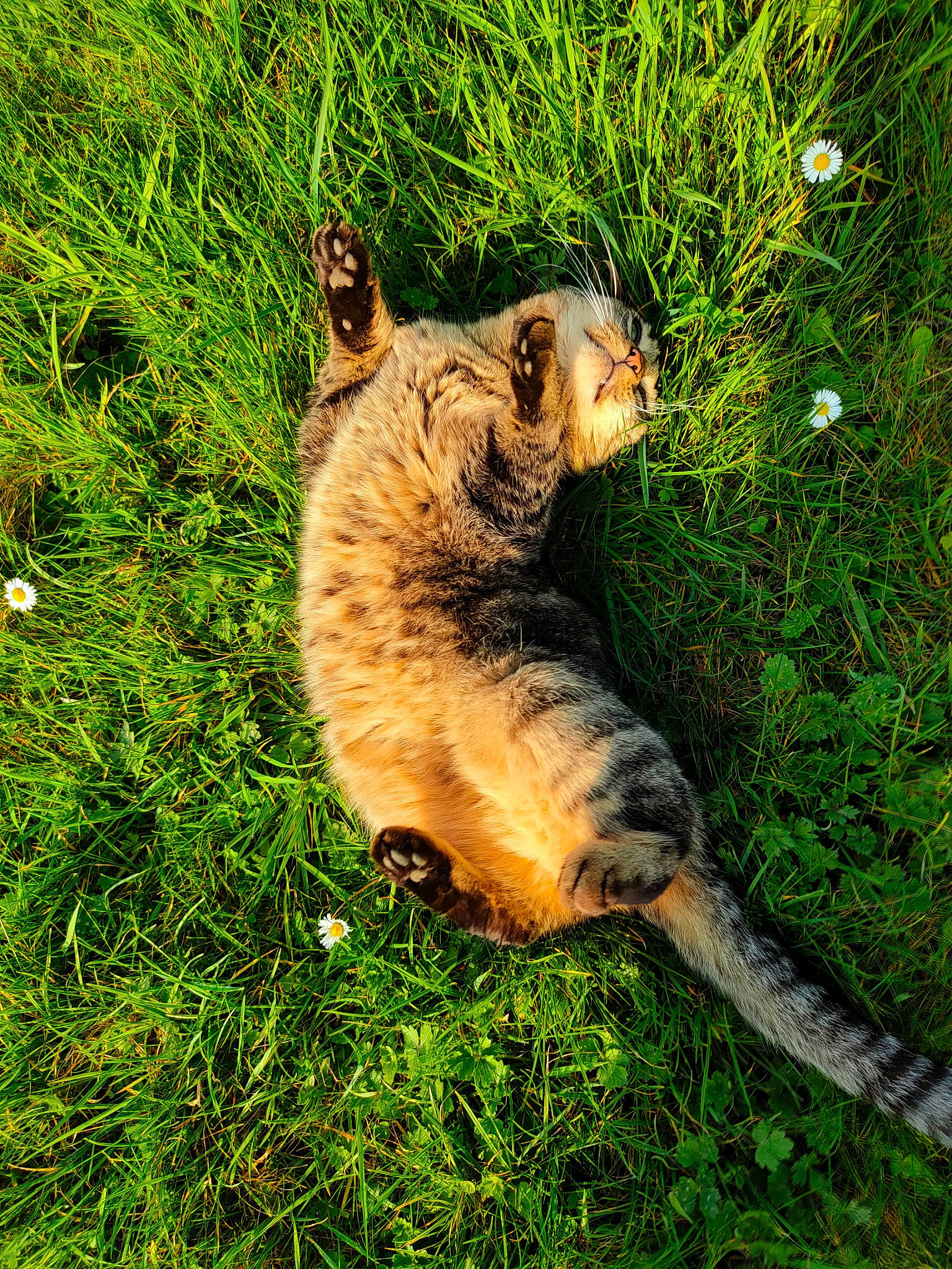 Jazz participe au concours pour gagner de l'argent avec cette photo : big_cats, canidae, carnivore, cat, dog_breed, domestic_short_haired_cat, fawn, felidae, fur, grass, grassland, groundcover, lion, paw, plant, small_to_medium_sized_cats, snout, tail, terrestrial_animal, whiskers