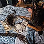 cat, kitten, dog, bed, blanket, plush_toy, animal, pet, indoor, furniture, patterned, resting, curious, brown_dog, tabby_cat, person_arm, wooden_floor, cozy, domestic, companion