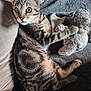 cat, tabby, striped, pet, animal, teddy_bear, plush_toy, blanket, cozy, indoor, feline, whiskers, ears, paw, fur, cute, relaxed, lying_down, soft, comfort