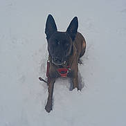 Gaïa participe au concours pour gagner de l'argent avec cette photo : dog, snow, outdoor, animal, pet, winter, canine, fur, harness, white, cold, nature, mammal, laying, alert, ears, snout, daylight, quiet, background