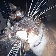 Booboo is registered to the contest to win money with this photo: cat, close_up, whiskers, eyes, flash, indoor, curious, pet, animal, face, feline, collar, brown, white, black, nose, portrait, domestic, whisker, closeup