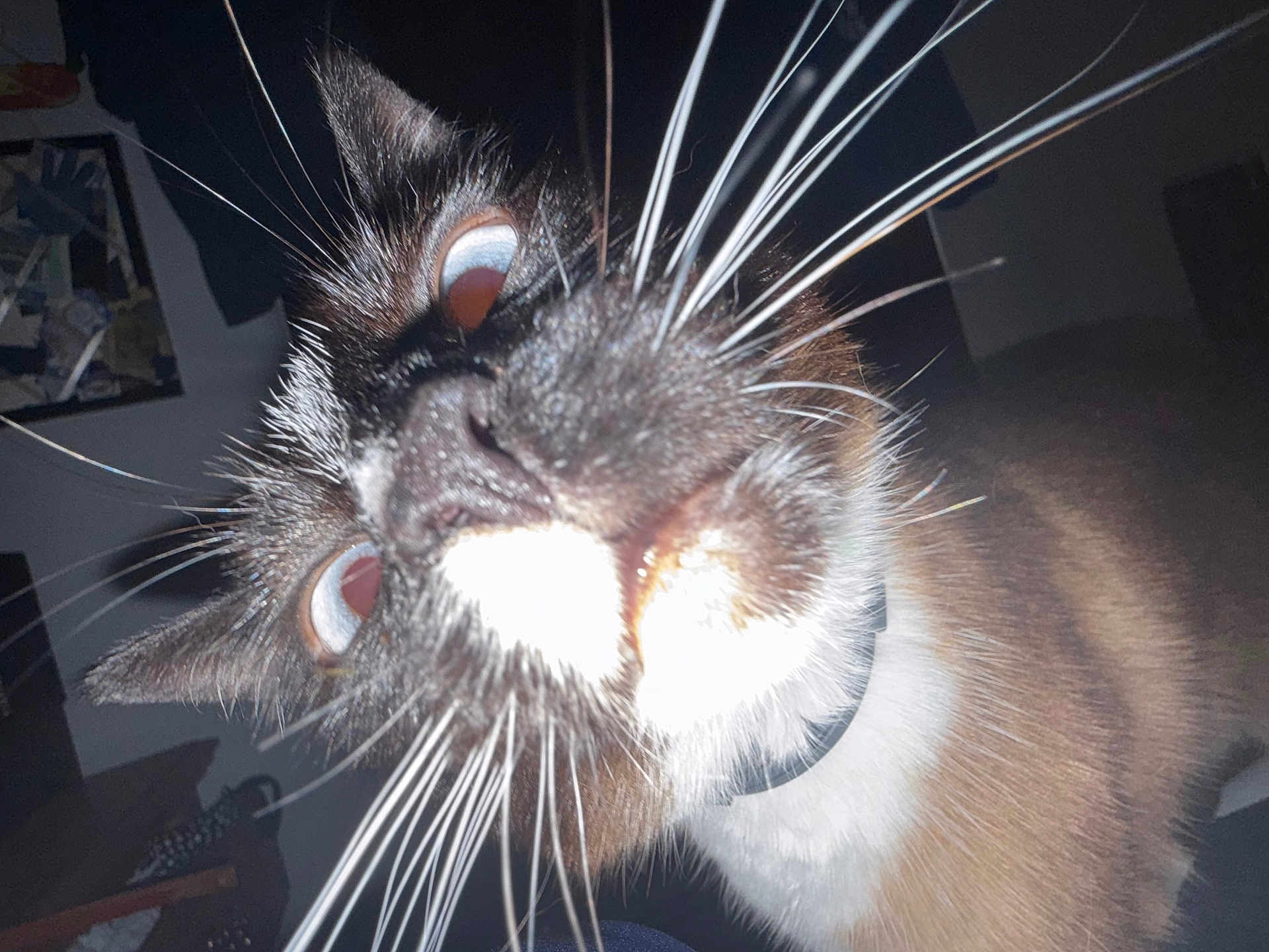 Booboo is registered to the contest to win money with this photo: cat, close_up, whiskers, eyes, flash, indoor, curious, pet, animal, face, feline, collar, brown, white, black, nose, portrait, domestic, whisker, closeup