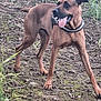 active, alert, animal, brown_dog, canine, collar, dog, earthy_ground, forest_edge, four_legs, grass, leaf_litter, moss, nature, outdoor, pet, plants, playful, tail, tongue_out