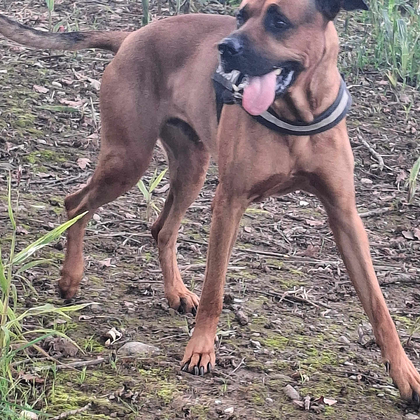 Scooby participe au concours pour gagner de l'argent avec cette photo : active, alert, animal, brown_dog, canine, collar, dog, earthy_ground, forest_edge, four_legs, grass, leaf_litter, moss, nature, outdoor, pet, plants, playful, tail, tongue_out