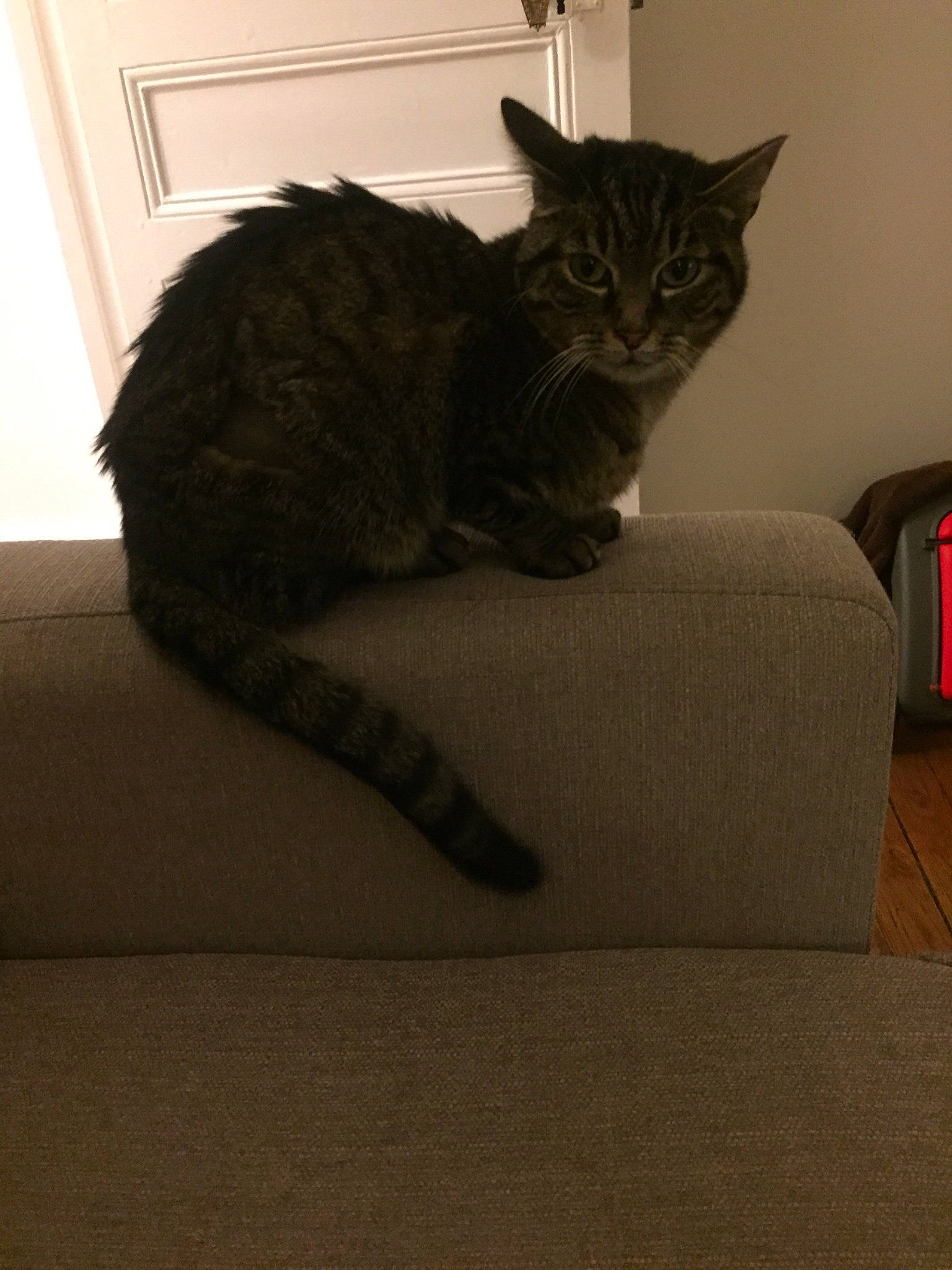 Cali a rejoint le concours — aidez-le/la à gagner de superbes lots ! carnivore, cat, claw, comfort, domestic_short_haired_cat, door, felidae, flooring, fur, grey, hardwood, paw, room, sitting, small_to_medium_sized_cats, tail, terrestrial_animal, whiskers, wood