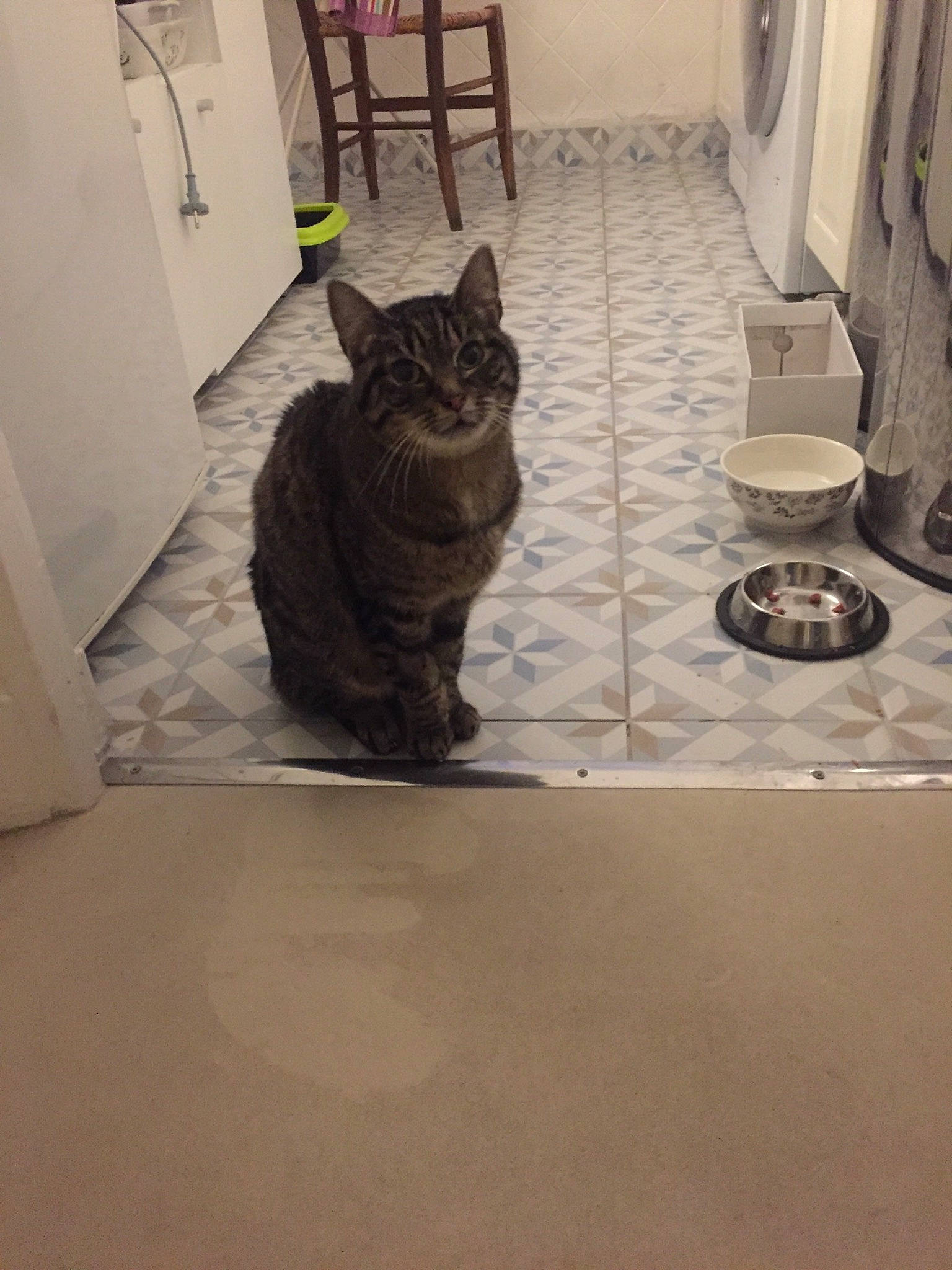 Cali participe au concours pour gagner de l'argent avec cette photo : black_cat, carnivore, cat, comfort, curtain, domestic_short_haired_cat, door, felidae, floor, flooring, fur, grey, hardwood, interior_design, small_to_medium_sized_cats, snout, tail, whiskers, window, wood