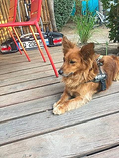 Garit participe au concours pour gagner de l'argent avec cette photo : canidae, carnivore, collar, companion_dog, dog, dog_breed, dog_supply, fawn, flooring, flowerpot, fur, hardwood, ladder, plank, plant, porch, snout, sporting_group, toy_dog, wood