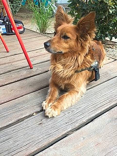 Garit participe au concours pour gagner de l'argent avec cette photo : canidae, carnivore, companion_dog, dog, dog_breed, dog_supply, fawn, fur, hardwood, plank, plant, pomeranian, snout, sporting_group, terrestrial_animal, toy_dog, whiskers, wood, working_animal, working_dog